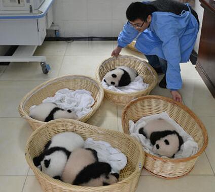 激萌大熊猫幼崽集体亮相23只“肉球”滚滚来袭