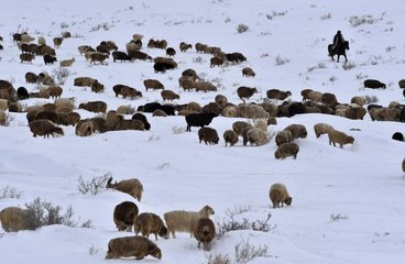 新疆克孜勒苏州遭遇雪灾1700余人需紧急生活救助