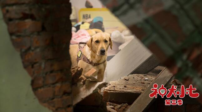 《神犬小七3》一众萌宠携董力阿拉蕾帅气回归