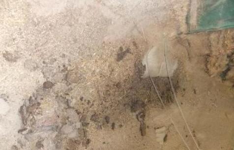 中储粮回应万吨小麦变质:已卖给企业企业拒不出库