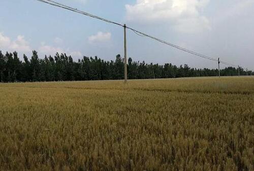 今夏麦收前河南将安装两万摄像头严防秸秆焚烧