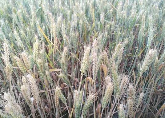 今夏麦收前河南将安装两万摄像头严防秸秆焚烧