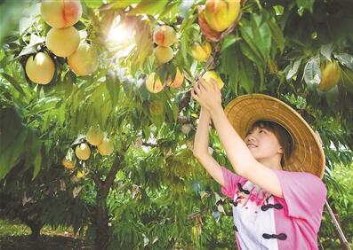 一棵桃树撬动15亿元甜蜜产业大美阳山真成了
