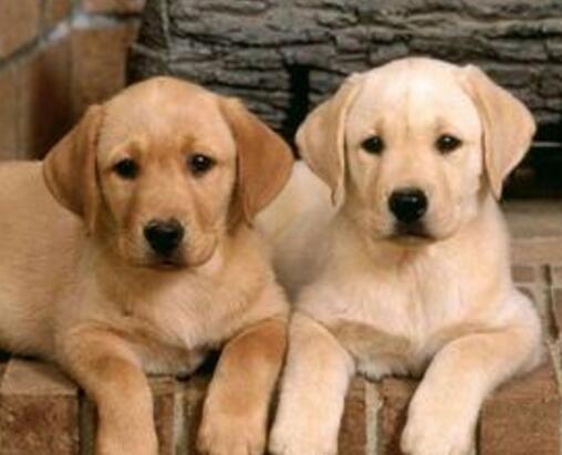 广州养狗不登记遛狗不牵绳狗主将被警方警告