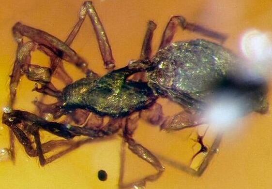 科学家居然发现亿年前蜘蛛有6只眼 大家是不是很惊讶