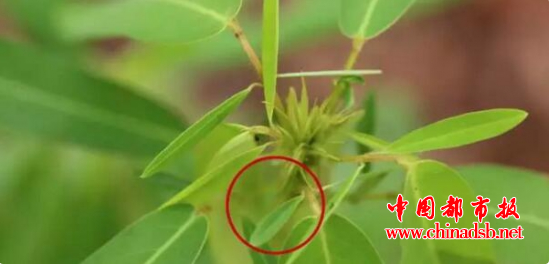 草