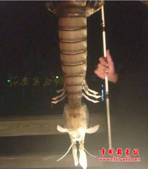 捕获半米巨虾