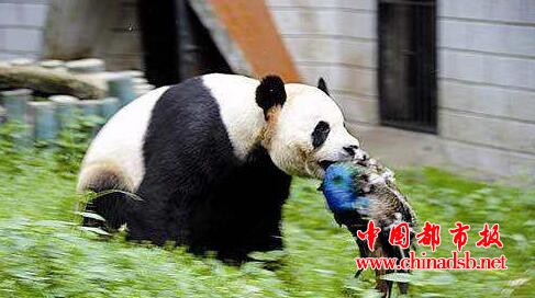 武汉动物园大熊猫竟突然发威捕杀一只蓝孔雀