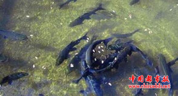 鱼泉之谜中的鱼是哪儿来的