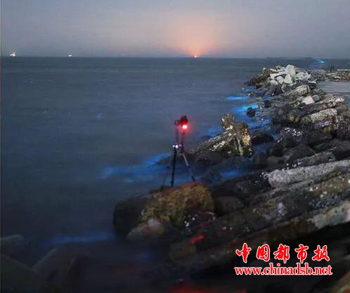 山东现荧光海滩，梦幻蓝光如星辰坠入