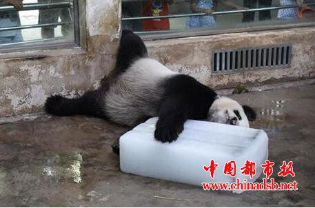 大熊猫伟伟回川