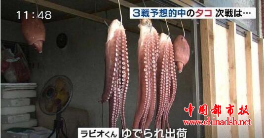 日本章鱼哥被煮