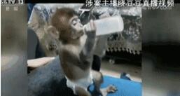 直播养猴牵出大案
