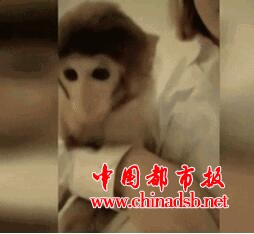 直播养猴牵出大案：擅自贩卖猕猴36只 20只猕猴死亡