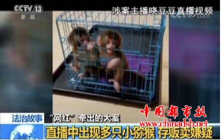 直播养猴牵出大案