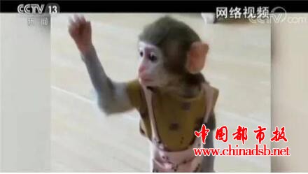 直播养猴牵出大案