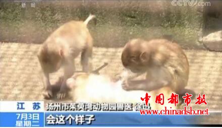直播养猴牵出大案