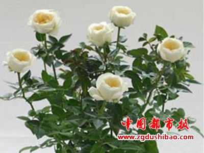 微信图片_20200304114701