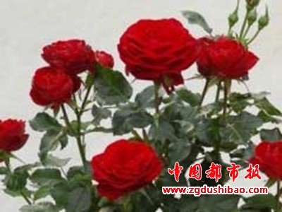 微信图片_20200304114705