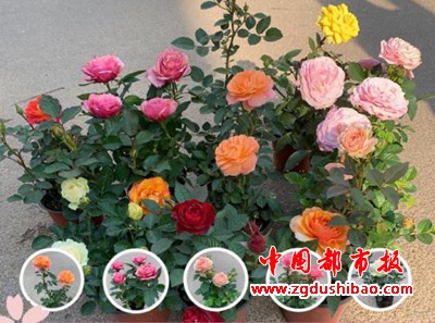 微信图片_20200304114709