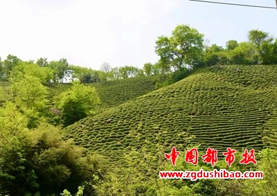 图片5