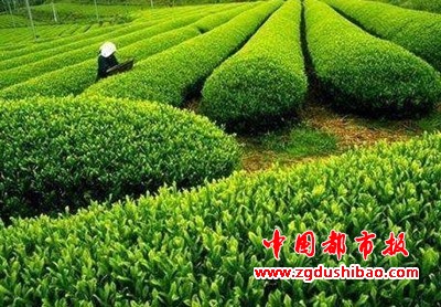 图片6